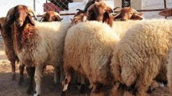 توضيح حول اسعار الأضاحي في الأردن