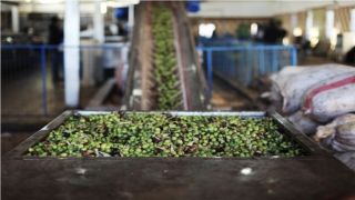 “منتجي الزيتون” تثبّت أجرة العصر