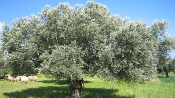 إدراج شجرة زيتون المهراس في الأردن على قائمة التراث غير المادي لليونسكو