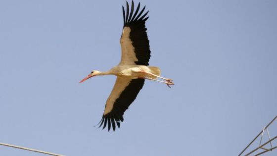 طائر اللقلق “أبو السعد” يزين سماء العاصمة عمان