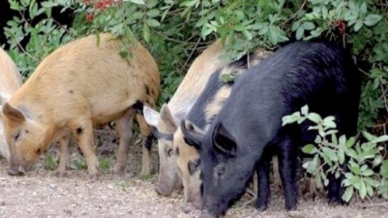 العرموطي: قطعان الخنازير الاسرائيلية تدمر مزارع اردنية