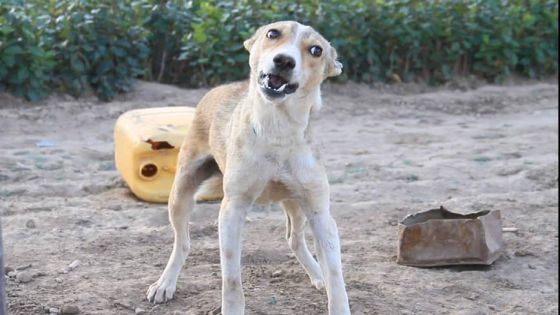 كلب ضال ينهش ثمانيني في إربد