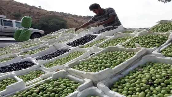 تذبذب المناخ يهدد موسم الزيتون المقبل