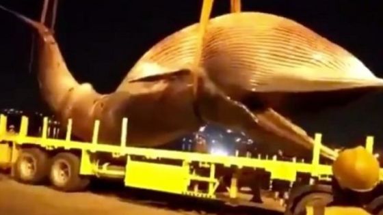 انتشال حوت بحجم شاحنة من البحر في الكويت