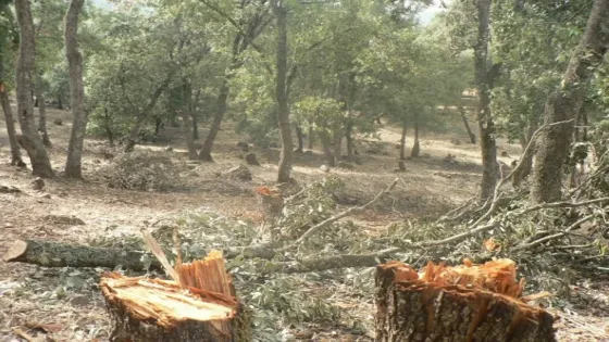 مداهمة منزل تسفر ضبط 12 طن حطب جراء قطع جائر للأشجار في ارحابا