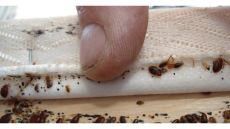 عودة البق إلى مدرسة أردنية بعد قرار التعطيل