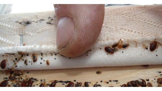 عودة البق إلى مدرسة أردنية بعد قرار التعطيل