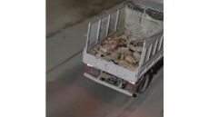 بلدية مأدبا تتبرأ من فيديو قتل الكلاب الضالة رميا بالرصاص