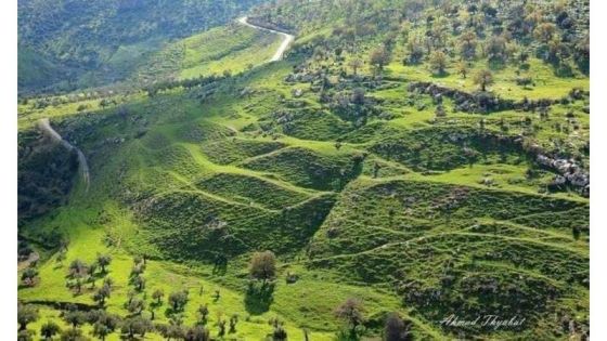 أمطار الخير في عجلون تعزز المزروعات الحقلية والموسمية