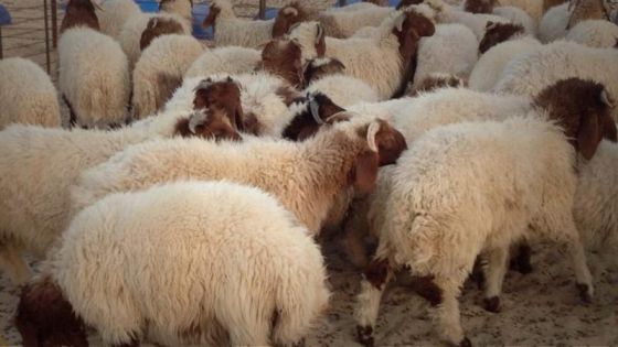 الزراعة: إيقاف إصدار رخص استيراد الأغنام الحية من سوريا