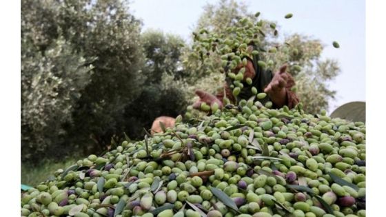شتوة أيلول .. ضوء أخضر لبدء موسم قطف ثمار الزيتون