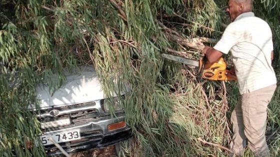 سقوط شجرة كبيرة على عدد من المركبات في الشونة الجنوبية