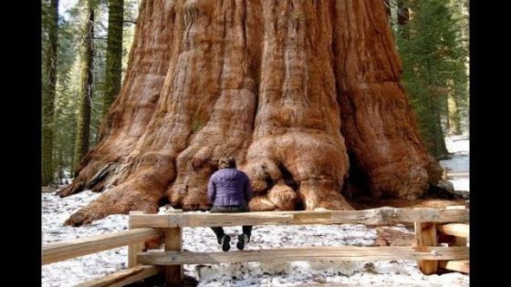 شاهدوا : أكبر شجرة في العالم تقاوم النيران