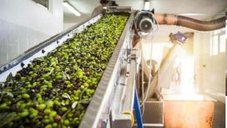 أصوات المعاصر تصرخ … لا تقتلوا موسم الزيتون الأردني بقرارٍ اقتصادي عابر