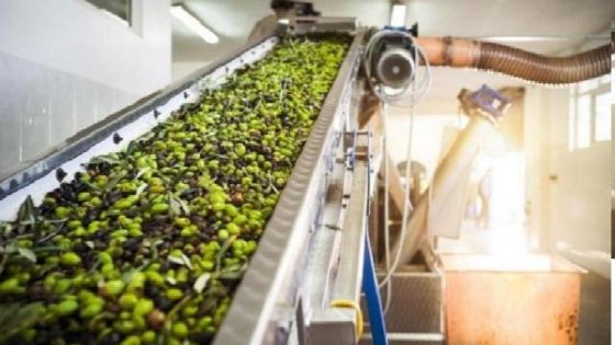 أصوات المعاصر تصرخ … لا تقتلوا موسم الزيتون الأردني بقرارٍ اقتصادي عابر