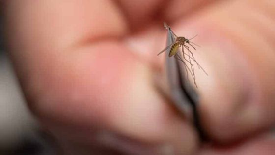 LOUISVILLE, KY - AUGUST 25: Matthew Vanderpool, environmental health specialist and entomologist for the Louisville Metro Department of Public Health and Wellness, displays a mosquito collected earlier in the day on August 25, 2021 in Louisville, Kentucky. Vanderpool specializes in mosquito control, a public health process that involves placing traps to collect specimen, identifying various mosquito species, and testing the samples for mosquito-borne diseases. Lab technologists test for Saint Louis encephalitis, West Nile virus, La Crosse encephalitis, and Eastern equine encephalitis.(Photo by Jon Cherry/Getty Images)