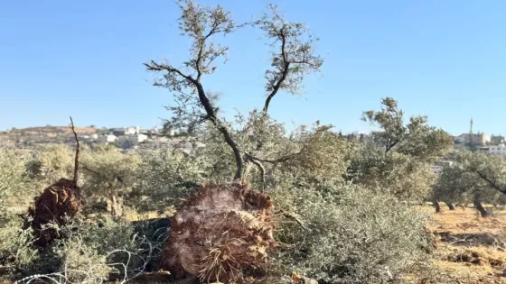 سلطات الاحتلال تصدر قرارا باقتلاع أشجار في رام الله لأغراض عسكرية