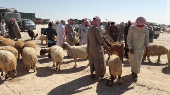 الكواليت: تراجع كبير في بيع المواشي.. والنسبة لم تتجاوز 40%