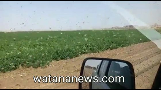 بالفيديو اسراب الجراد تغزو مزارع معان اليوم الجمعة