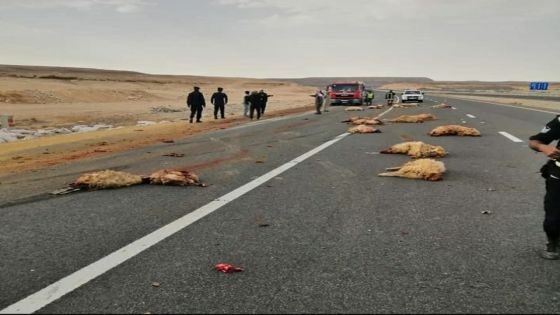 حادث تدهور تريلا على الصحراوي ونفوق عدد من الأغنام