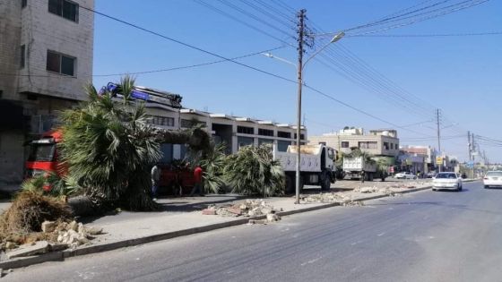 بلدية اربد الكبرى تقوم بإزالة الأشجار من الجزيرة الوسطية في شارع فلسطين