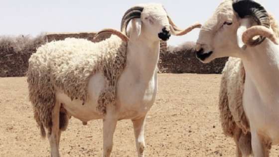 الثروة الحيوانية: تصدير 2,813 رأسا من المواشي للأردن
