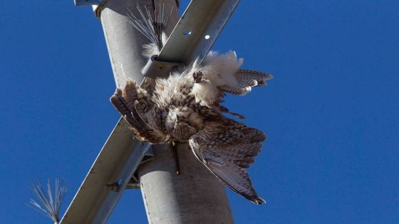 جمعية حماية الطبيعة:حدوث انقطاع الكهرباء بسبب الطيور نادر جداً