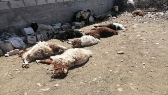 بالفيديو / نفوق أغنام في جرش بسبب الكلاب الضالة