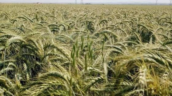 الأردن يسعى لشراء 120 ألف طن من القمح في مناقصة دولية