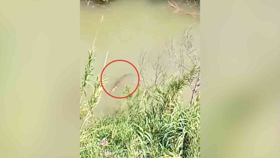 بالفيديو : تمساح كبير يفترس الاغنام ويثير الرعب في نهر اليرموك بالحمة الاردنية
