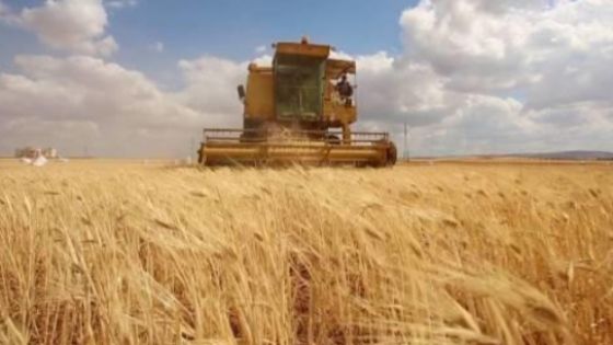 خبير اقتصادي يتحدث عن مدى تأثر الأردن بأزمة القمح