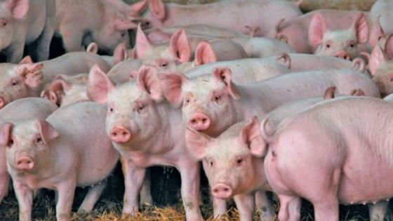 انتشار إنفلونزا الخنازير في دولة خليجية