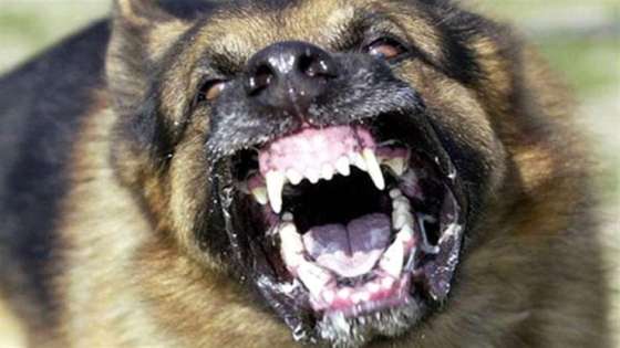 كلب يعقر 10 مواطنين من بينهم اطفال ويثير الرعب في منطقة حنينا بإربد