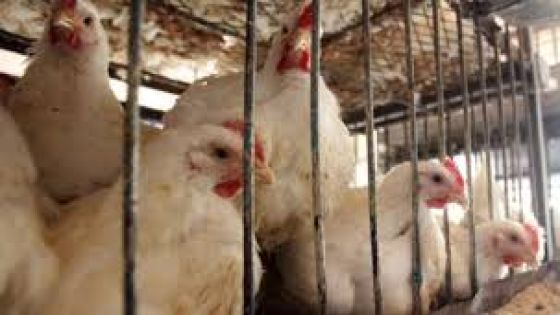 الحكومة تهدد جمعية منتجي الدجاج إذا فرضت السعر الموحد
