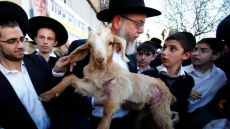 جماعات الهيكل تحرّض لاقتحام الأقصى وذبح القرابين في الفصح