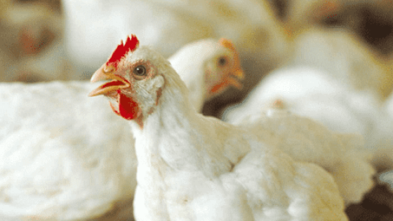 الإحصاءات: ارتفاع سعر الدجاج 34.7% خلال الربع الأول