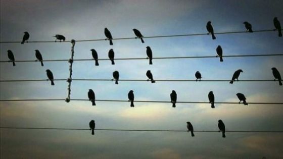 خبراء يبرئون الطيور من مسؤولية انقطاع الكهرباء الأخير