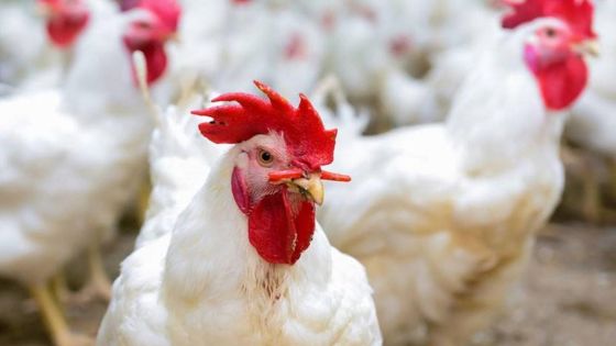 ارتفاع جنوني على اسعار الدجاج في ظل صمت حكومي
