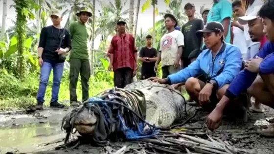 قروي إندونيسي يصطاد تمساحاً عملاقاً باستخدام الحبل فقط