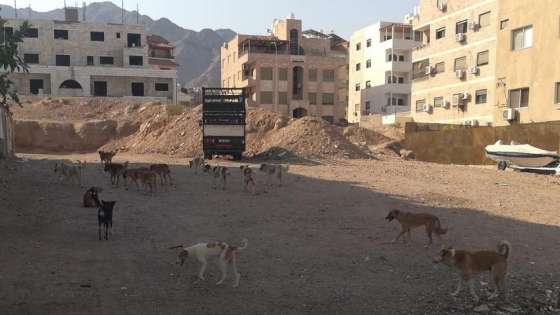 الكلاب الضالة تؤرق سكان أحياء في العقبة