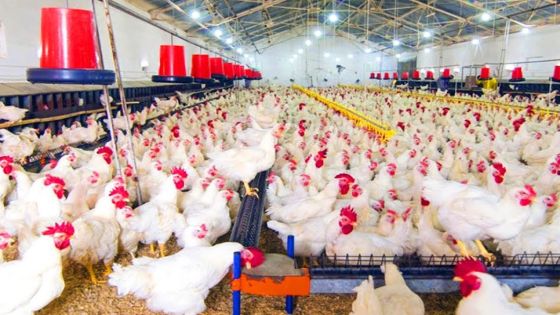 الصناعة والتجارة: لدينا فائض في إنتاج الدجاج والأسعار مستقرة