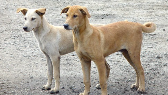 رئيس لجنة بلدية مادبا يوقع اتفاقية مع جمعية عناية الرفق بالحيوان