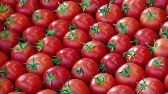 أبو الغنم: سعر البندورة سينخفض خلال الأيام المقبلة