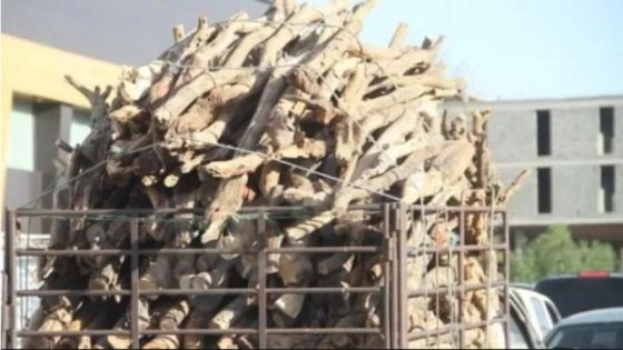 ضبط مركبتين محملتين بأشجار حرجية معمّرة مقطوعة في عجلون