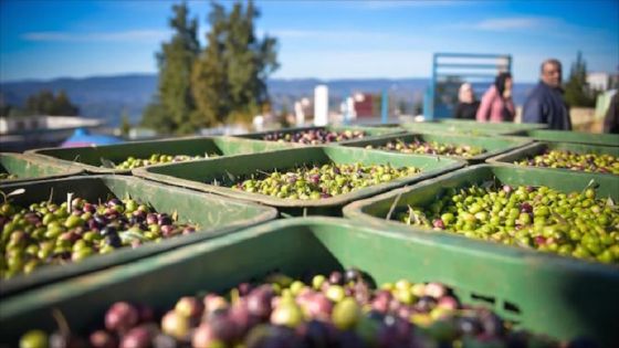 الإحصاءات العامة: إنتاج زيت الزيتون أقل من المعدل الموسمي بنسبة 44.2٪