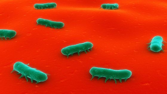 الغذاء والدواء: الأردن ليس من الدول المتأثرة بتلوث بعض منتجات حليب الرضع