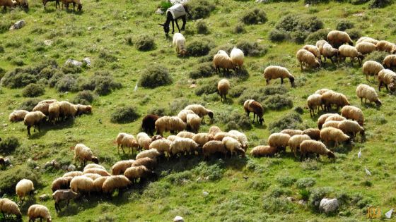 فضيحة .. جنود إسرائيليين يسرقون قطيع أغنام من سوريا