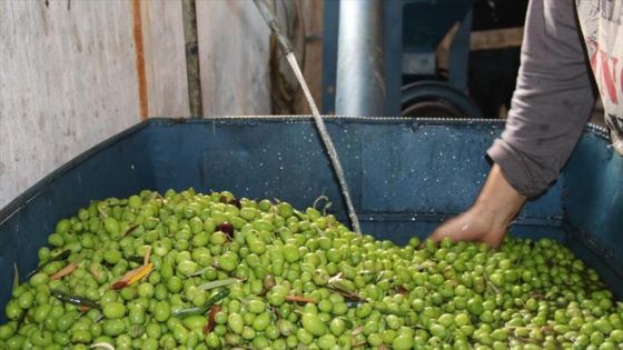 الإحصاءات العامة: انخفاض كمية إنتاج الزيتون الداخل إلى المعاصر بنسبة 24%