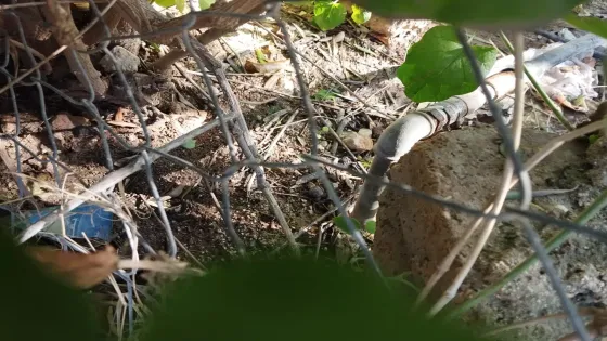 المياه تضبط اعتداءات على خط رئيسي في الأغوار الشمالية