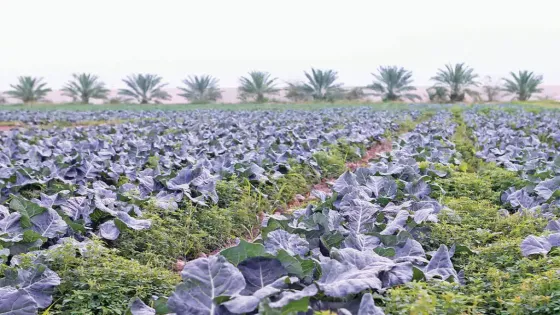 العوران: اللفحة تضرب خضار وادي الأردن والغلاء غير مبرر